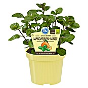 Piardino Blu Bio Mandarinen-Minze (Topfgröße: 12 cm)