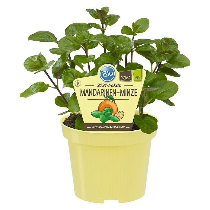 Blu Bio Mandarinen-Minze - Mentha x piperita - Ein Topf mit Mandarin-Minze, einer süßen Kräutersorte, die biologisch angebaut wurde und essbar ist.