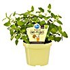 BLU Agastache mexicana 12