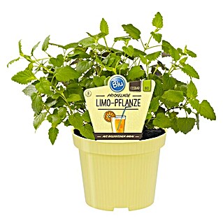 Piardino Duftnessel Limo-Pflanze (Agastache mexicana, Topfgröße: 12 cm, Hellviolett)