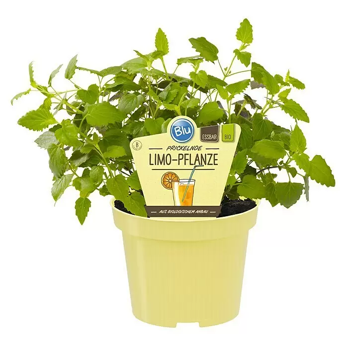 Piardino Duftnessel Limo-PflanzeAgastache mexicana, Topfgröße: 12 cm, Hellviolett