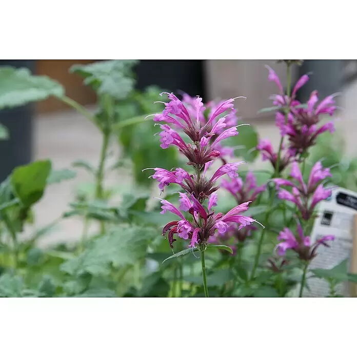 Piardino Duftnessel Limo-Pflanze - Agastache mexicana, Topfgröße: 12 cm, Hellviolett - Stimmungsaufnahme