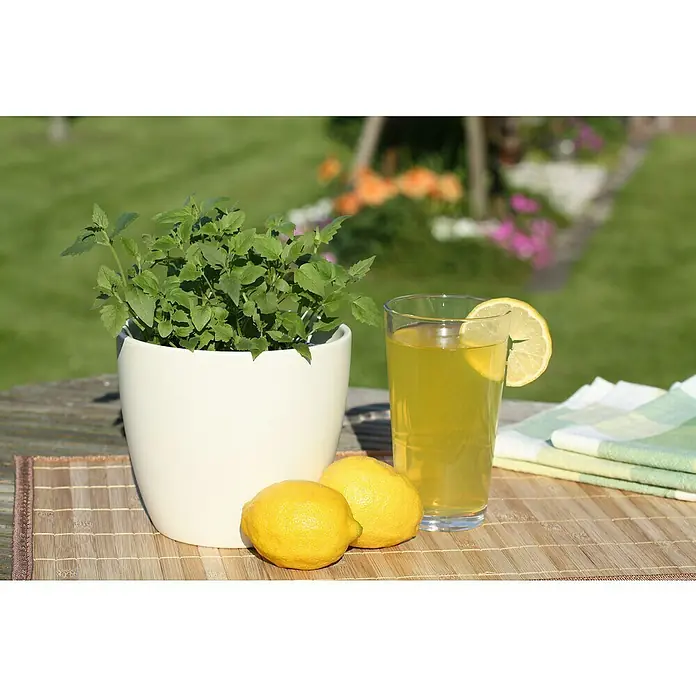 Piardino Duftnessel Limo-Pflanze - Agastache mexicana, Topfgröße: 12 cm, Hellviolett - Erfrischende Szene mit Zitronenlimonade, frischen Zitronen und einer Topfpflanze auf einem Tisch im Freien.
