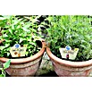 BLU Agastache mexicana 12