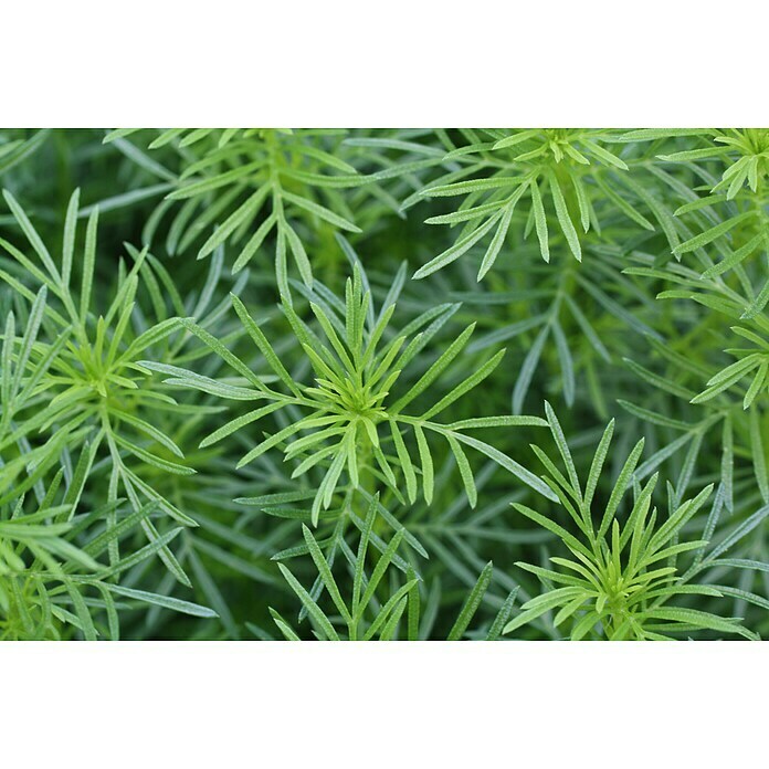 Tagetes filifolia 12blau