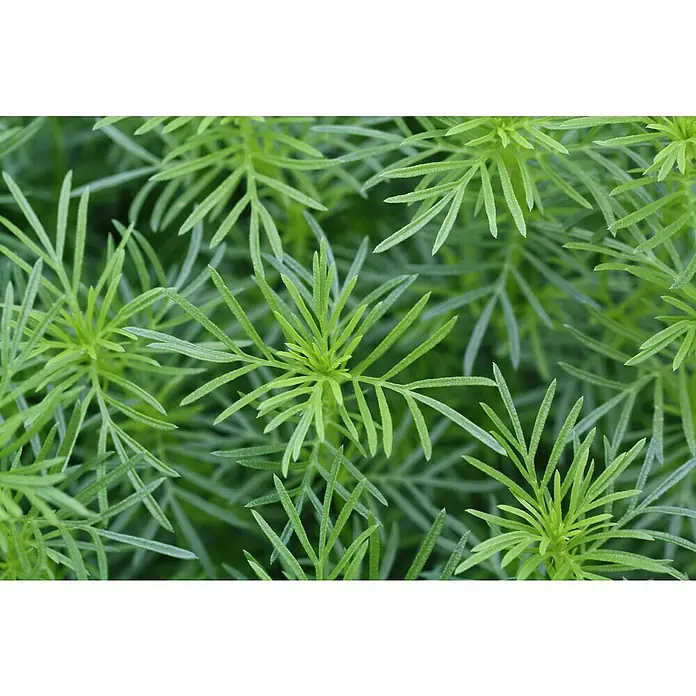 Blu Bio Lakritz-Tagetes - Tagetes filifolia, 12 cm - Nahaufnahme von zarten, grünen Cosmos-Blättern, die dichte Büsche bilden und eine ruhige, natürliche Textur für Hintergründe oder botanische Studien bieten.