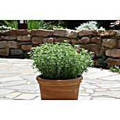 Tagetes filifolia 12blau