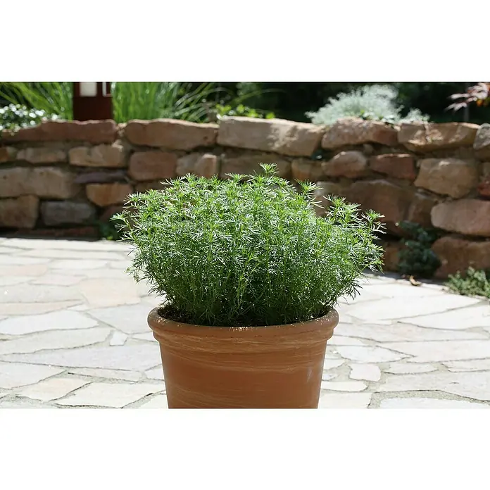 Blu Bio Lakritz-Tagetes - Tagetes filifolia, 12 cm - Nahaufnahme einer Topfpflanze mit einem üppigen grünen Busch, der im Freien auf einer gepflasterten Fläche steht.