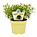 Blu Bio Lakritz-Tagetes 