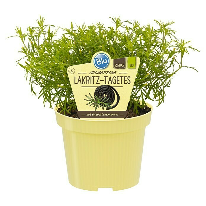 Tagetes filifolia 12blau