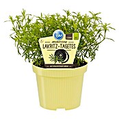 Tagetes filifolia 12blau