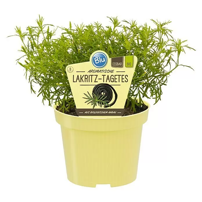 Blu Bio Lakritz-Tagetes - Tagetes filifolia, 12 cm - Vorderansicht