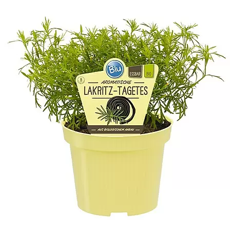 Blu Bio Lakritz-Tagetes