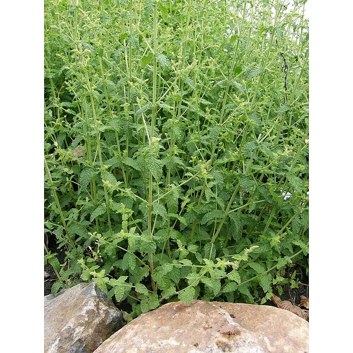 Blu Bio Erdbeerminze - Mentha species - Nahaufnahme einer üppigen Melissenpflanze mit frischen, grünen Blättern, die zwischen Steinen wächst. Perfekt für Kräutergärten.