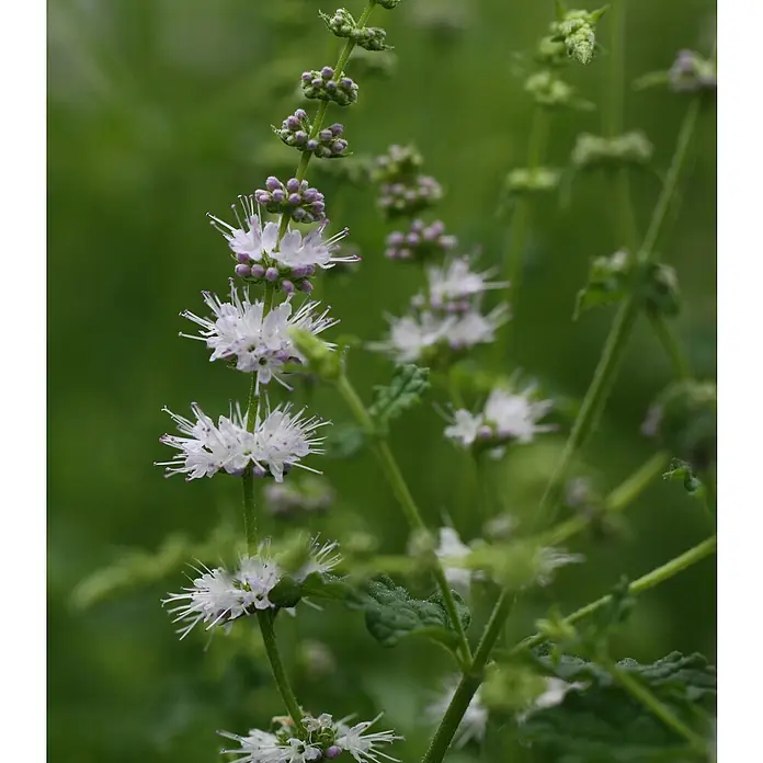 Blu Bio Erdbeerminze - Mentha species - Nahaufnahme einer blühenden Wasserminze mit ihren zarten, weißen Blüten und grünen Blättern.