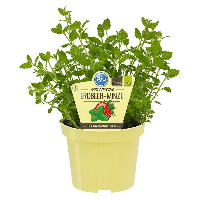 Blu Bio Erdbeerminze - Mentha species - Erdbeer-Minze in einem gelben Topf. Aromatische und essbare Bio-Minze, ideal für Küche und Garten, mit Erdbeergeschmack.