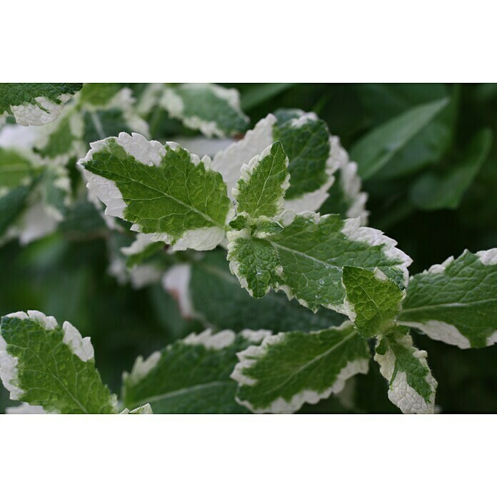 Piardino Blu Bio Ananasminze (Mentha suaveolens variegata, Topfgröße: 12 cm)