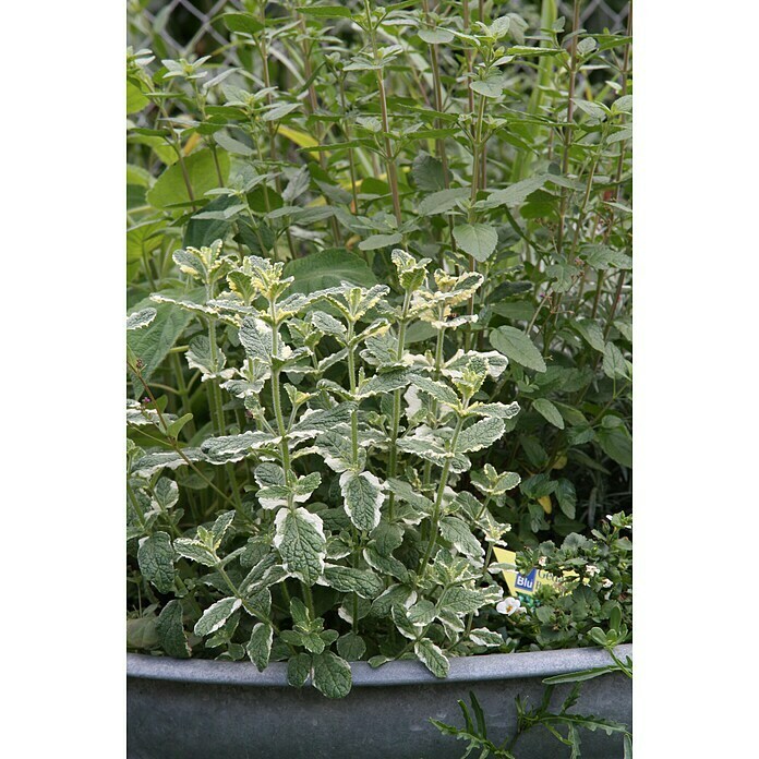 Piardino Blu Bio Ananasminze (Mentha suaveolens variegata, Topfgröße: 12 cm)