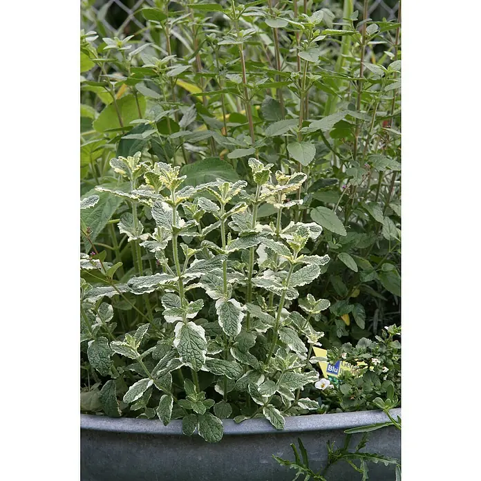 Blu Bio Ananasminze - Mentha suaveolens variegata - Nahaufnahme von grünen und weißen Pfefferminzpflanzen in einem Pflanzgefäß, die ihre lebendigen, zweifarbigen Blätter zeigen.