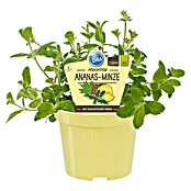 Piardino Blu Bio Ananasminze (Mentha suaveolens variegata, Topfgröße: 12 cm)