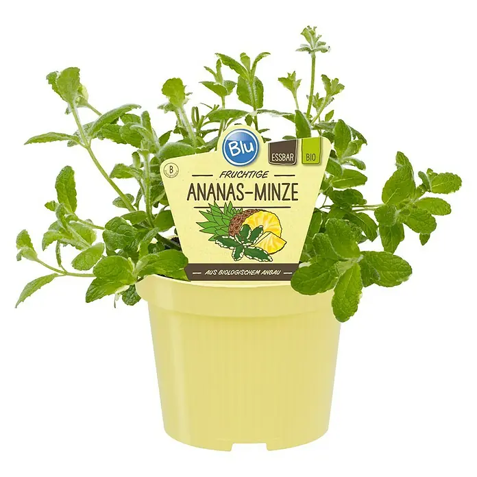 Blu Bio Ananasminze - Mentha suaveolens variegata - Ananas-Minze im gelben Topf. Ein frischer, essbarer Kräuter-Genuss für Küche und Garten. Aus biologischem Anbau.