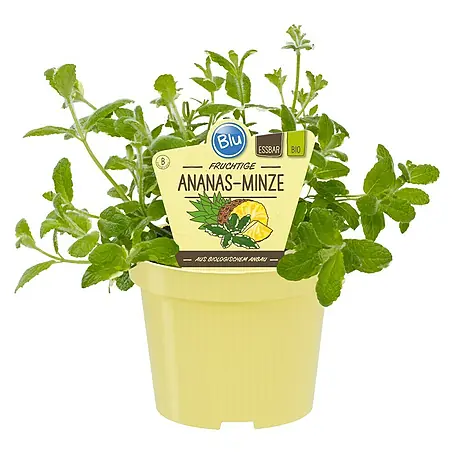 Blu Bio Ananasminze