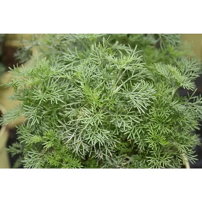 Blu Bio Colakraut - Artemisia abrotanum var. maritima - Nahaufnahme einer üppigen Pflanze mit feinen, gefiederten Blättern, die ein dichtes, grünes Büschel bildet. Ideal für Kräutergärten.