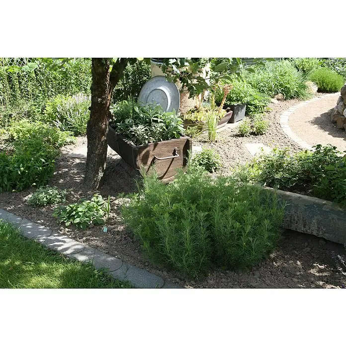 Blu Bio Colakraut - Artemisia abrotanum var. maritima - Ein üppiger Kräutergarten mit einem rustikalen Holzwagen als Pflanzgefäß unter einem Baum, der eine idyllische Gartenszene schafft.