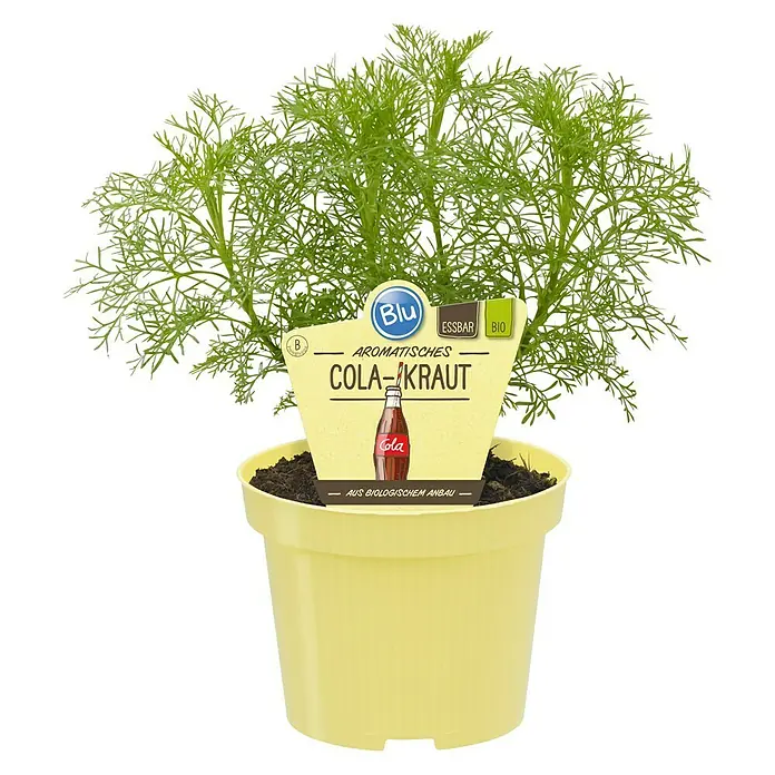 Blu Bio Colakraut - Artemisia abrotanum var. maritima - Ein Topf mit Cola-Kraut, einer aromatischen und essbaren Pflanze aus biologischem Anbau, etikettiert mit "Blu" und "Bio".