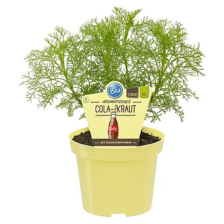 Blu Bio Colakraut