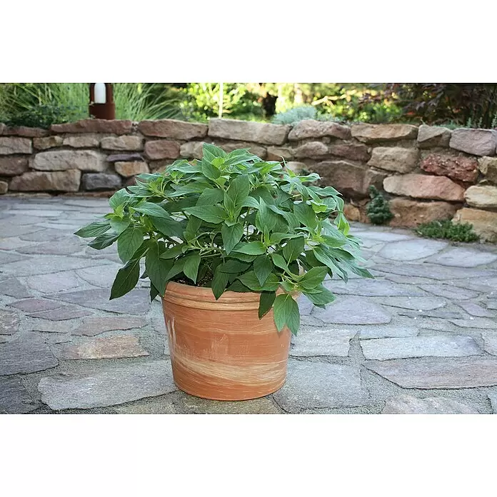 Blu Bio Ananassalbei - Salvia rutilans - Stimmungsaufnahme