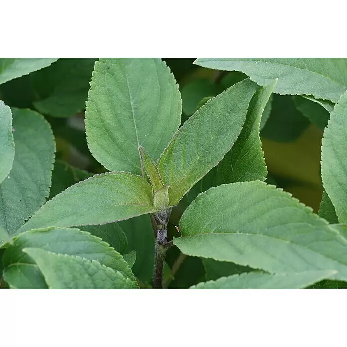 Blu Bio Ananassalbei - Salvia rutilans - Detailaufnahme