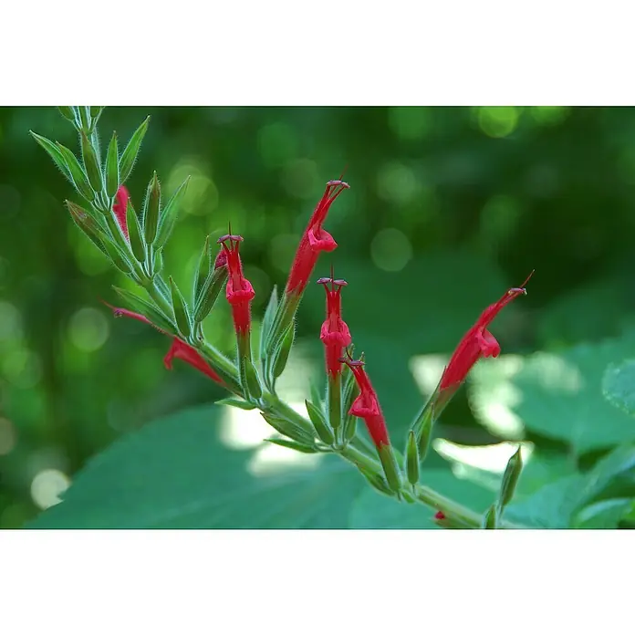 Blu Bio AnanassalbeiSalvia rutilans - Detailaufnahme einer roten Salvia-Pflanze mit grünen Blättern vor einem verschwommenen, grünen Hintergrund.