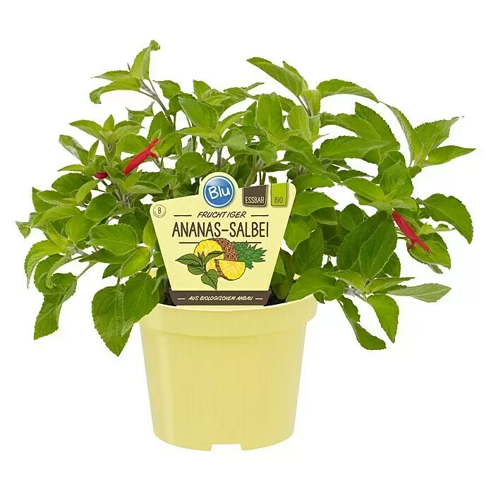 Blu Bio Ananassalbei - Salvia rutilans - Vorderansicht