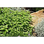 Piardino Blu Bio Zitronenverbene (Lippia citriodora, Topfgröße: 12 cm)