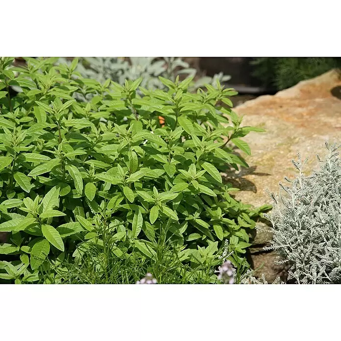 Blu Bio Zitronenverbene - Lippia citriodora - Stimmungsaufnahme