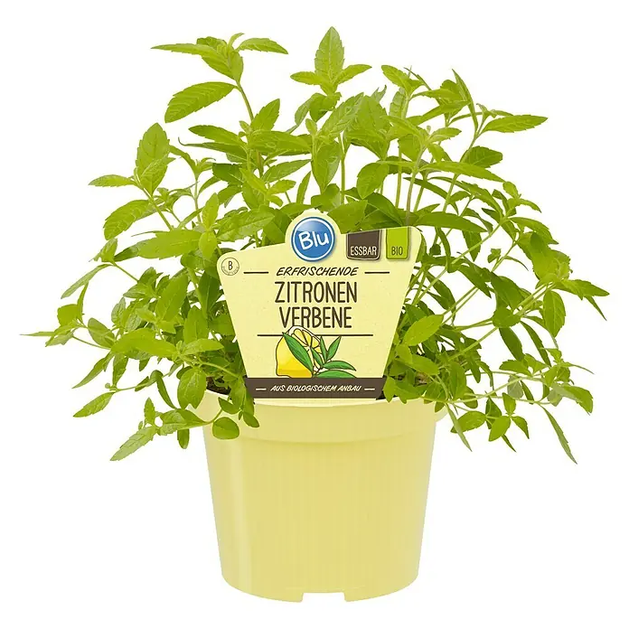 Blu Bio Zitronenverbene - Lippia citriodora - Zitronenverbene im Topf, eine erfrischende und biologisch angebaute Pflanze für Küche und Garten.
