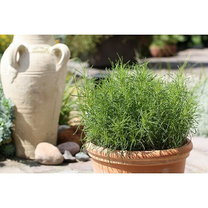 Piardino Blu Bio Olivenkraut (Santolina viridis, Topfgröße: 12 cm)