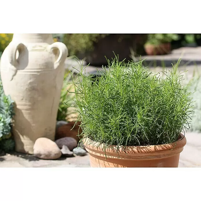 Blu Bio Olivenkraut - Santolina viridis - Eine dichte, feinblättrige Grünpflanze in einem klassischen Terrakottatopf, im Freien auf einer Terrasse neben einer großen Keramikvase platziert.