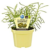 Piardino Blu Bio Olivenkraut (Santolina viridis, Topfgröße: 12 cm)