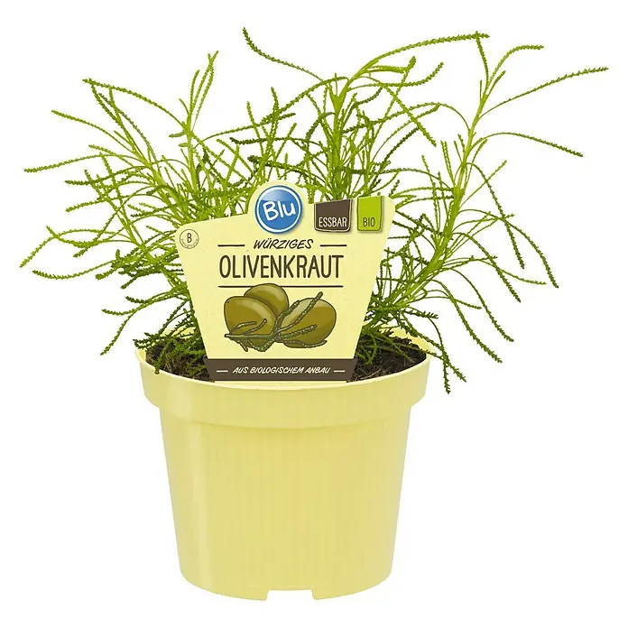 Blu Bio Olivenkraut - Santolina viridis - Ein Topf mit Olivenkraut, der mit einem "Blu"-Etikett versehen ist, das seine essbare und biologische Natur hervorhebt.