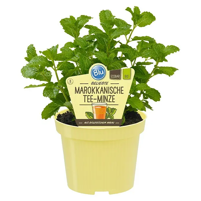 Blu Bio Marokkanische Minze - Mentha spicata Maraocco - Marokkanische Tee-Minze Pflanze im gelben Topf. Die Minze ist essbar und aus biologischem Anbau.