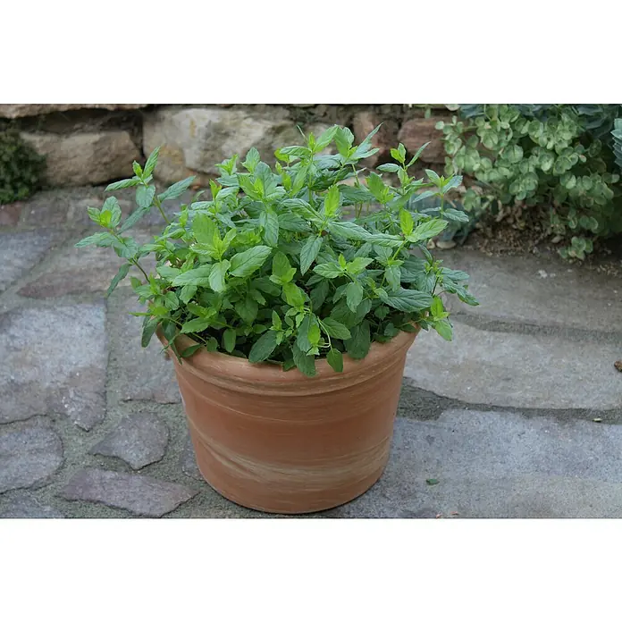 Blu Bio Marokkanische Minze - Mentha spicata Maraocco - Ein Topf mit grüner Minze steht auf einer gepflasterten Oberfläche, im Hintergrund eine Steinmauer und etwas Grün.