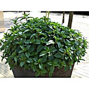 Piardino Blu Bio Schokominze (Mentha x piperita, Topfgröße: 12 cm)