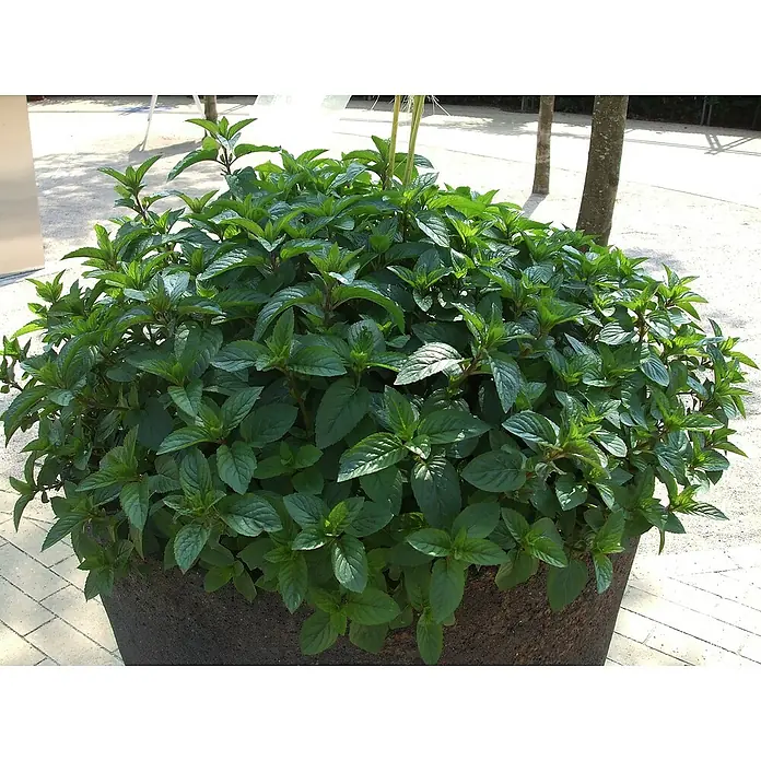 Blu Bio Schokominze - Mentha x piperita - Üppige grüne Minze in einem rustikalen Topf, ideal für Küche und Garten. Die Pflanze verspricht frische Aromen für kulinarische Kreationen.