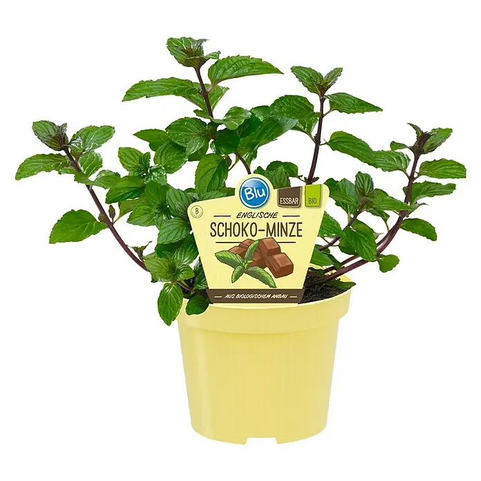 Blu Bio Schokominze - Mentha x piperita - Nahaufnahme einer Topfpflanze mit Schoko-Minze, erkennbar am Etikett mit Schokoladenstückchen. Die Pflanze hat grüne Blätter und steht in einem gelben Topf.