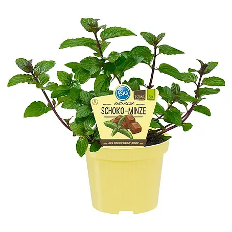 Blu Bio Schokominze