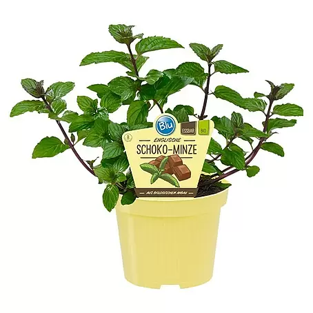 Blu Bio Schokominze