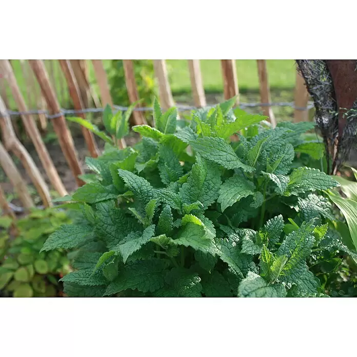 Blu Bio Zitronenmelisse - Melissa officinalis - Stimmungsaufnahme