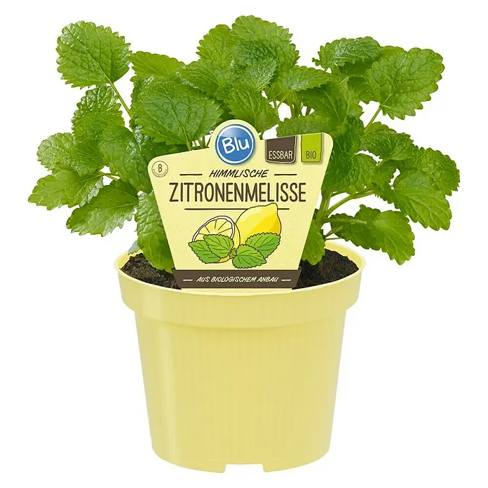 Blu Bio Zitronenmelisse - Melissa officinalis - Zitronenmelisse im gelben Topf.